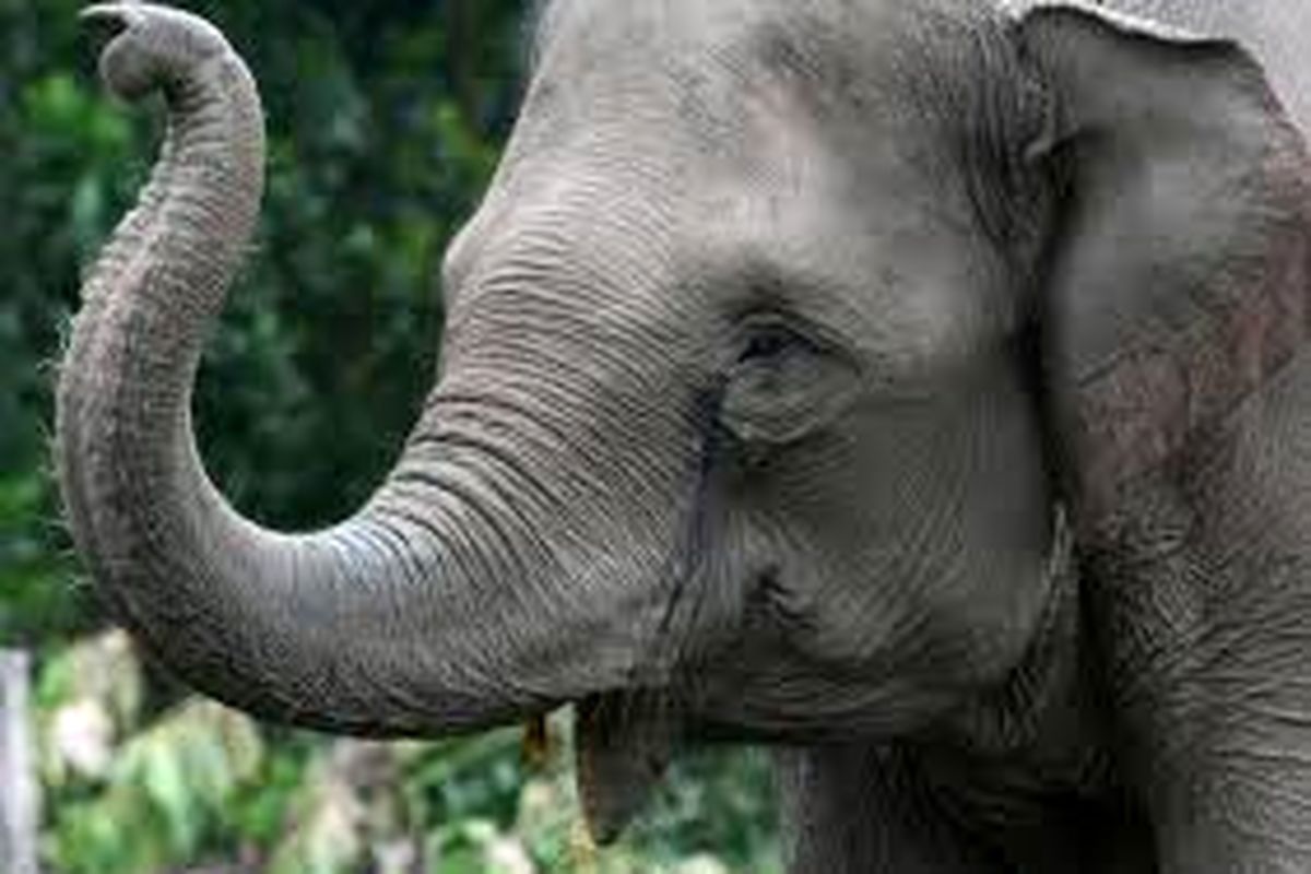 دختر ۷ساله قربانی بازیگوشی فیل شد