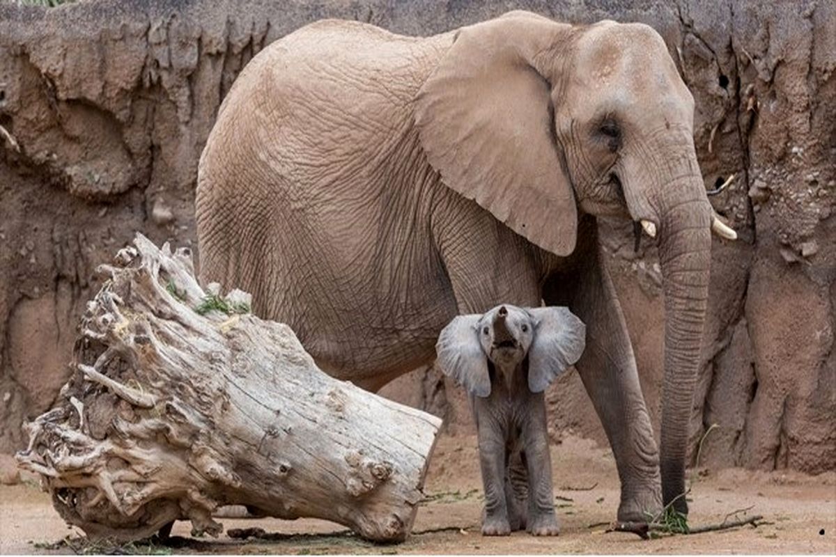 فیل باغ وحش دختر ۷ ساله را با سنگ کشت