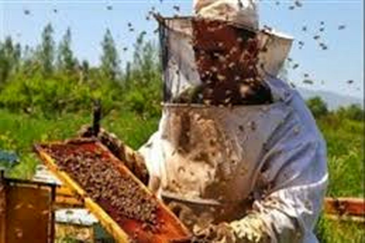 برداشت ۸۰ درصد کندوهای عسل در گیلان