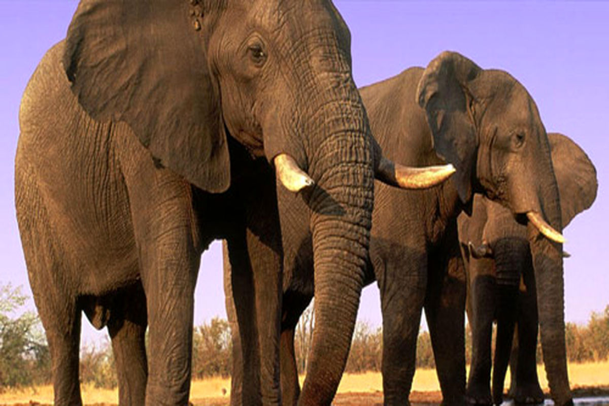 فیل‌های آفریقایی در حال انقراض هستند