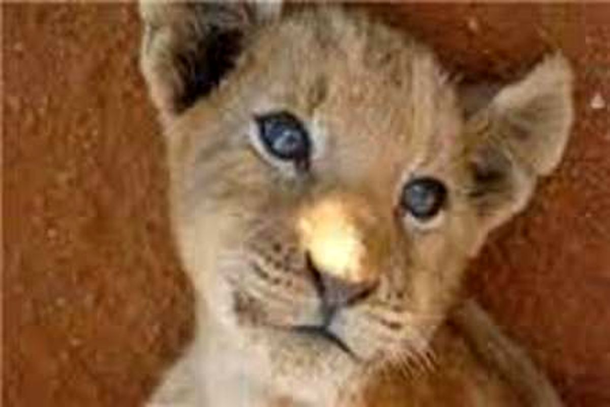 سرقت توله شیر از باغ وحش دانشگاه زابل