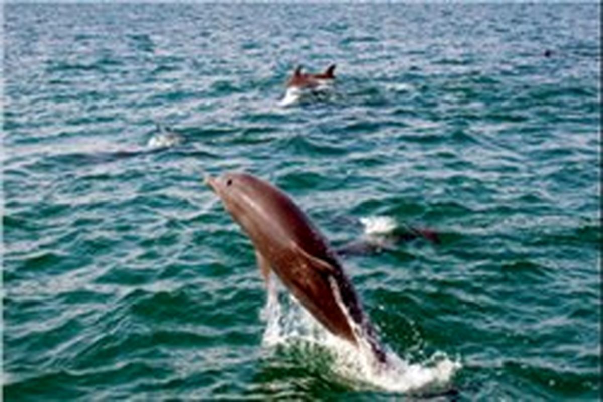 مهر ماه، آغاز پایش دلفین های اطراف جزیره کیش