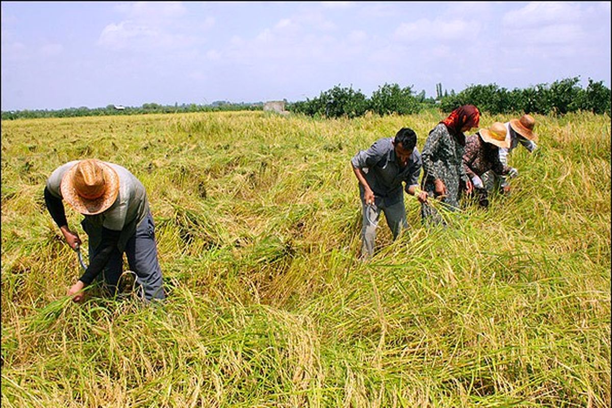 تولید ۲ هزار تن برنج مرغوب در شهرستان چرداول