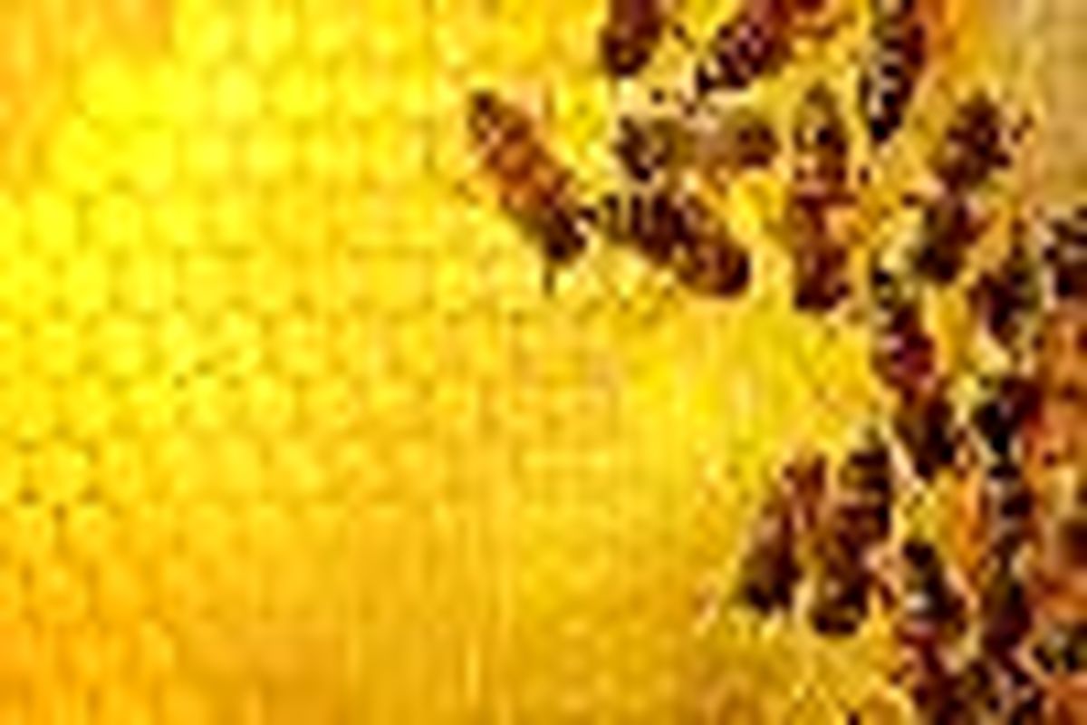 پایان سرشماری واحدهای زنبور عسل در شهرستان بهار