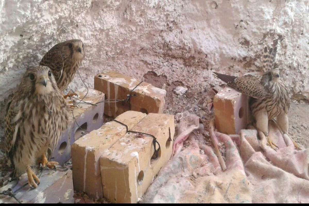 دستگیری صیاد پرندگان شکاری در میاندشت جاجرم