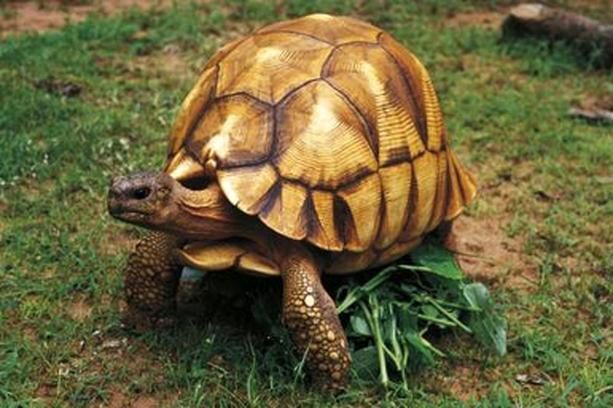 کمتر از ۱۰۰ لاک‌پشت ماداگاسکار در حیات وحش باقی مانده است