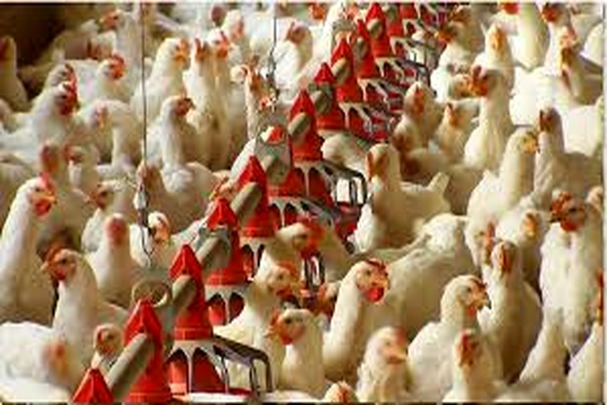 از ابتدای آذرماه؛ طرح تولید مرغ سایز در استان خراسان‌جنوبی اجرا می‌شود