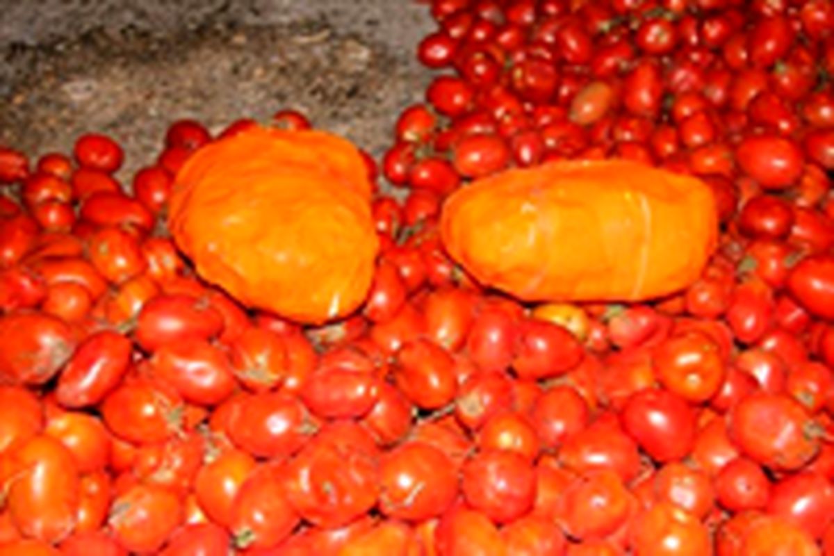 دپوی ۱۲۱کیلو تریاک زیر بوته‌های گوجه