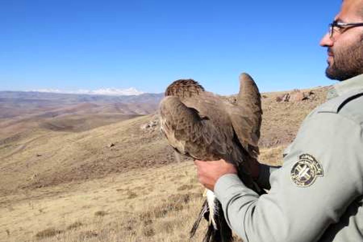 رهاسازی ۲ بهله عقاب صحرایی در طبیعت شهرستان کوثر