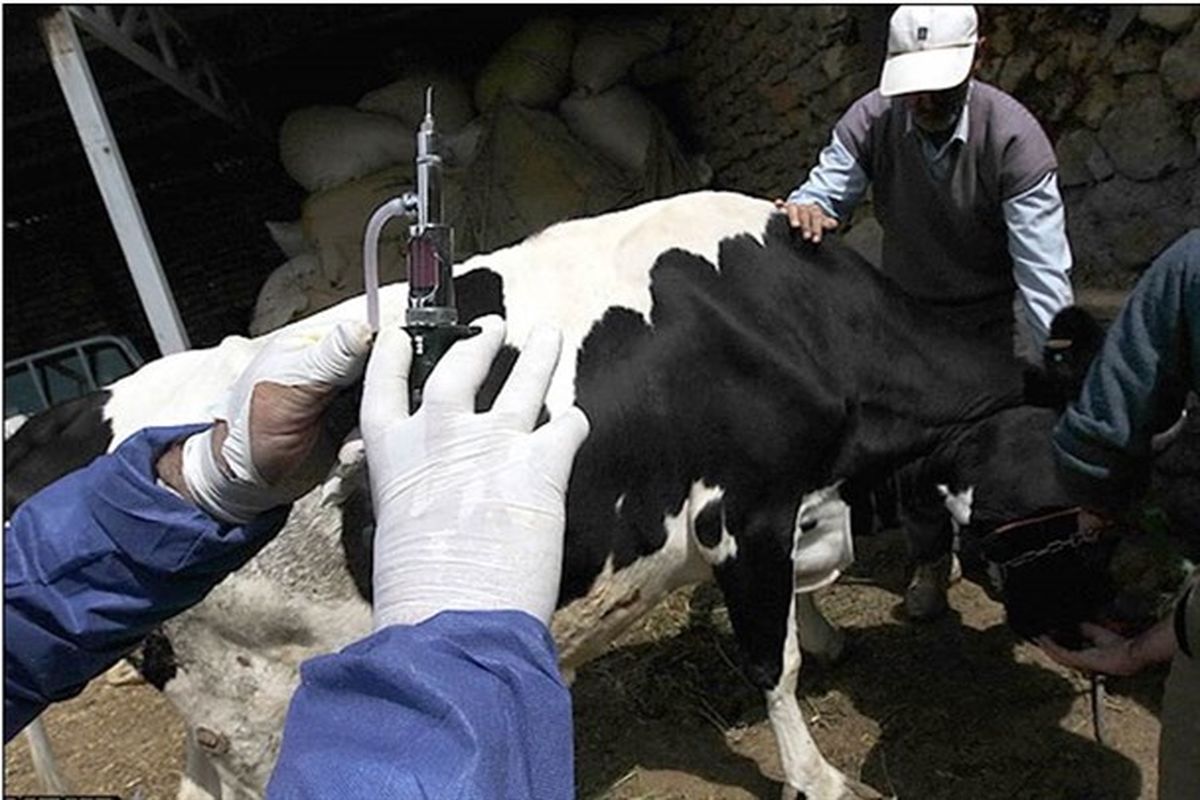 آغاز طرح مطالعه مقطعی بروسلوز دام روستایی و عشایری و اثر بخشی واکسن هاری در استان