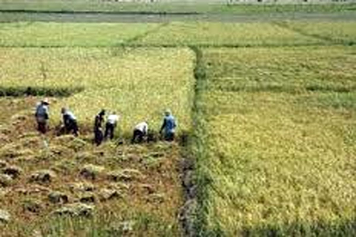 کهگیلویه و بویراحمد هشتمین تولید کننده برنج در کشور