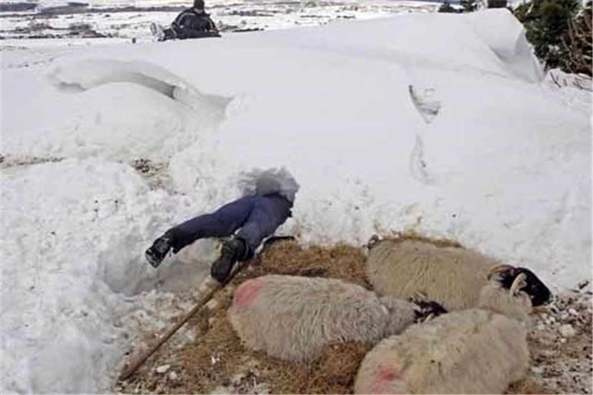 ۱۵۰۰ دام گوسفندی توسط نیروهای امدادی اردبیل نجات یافتند