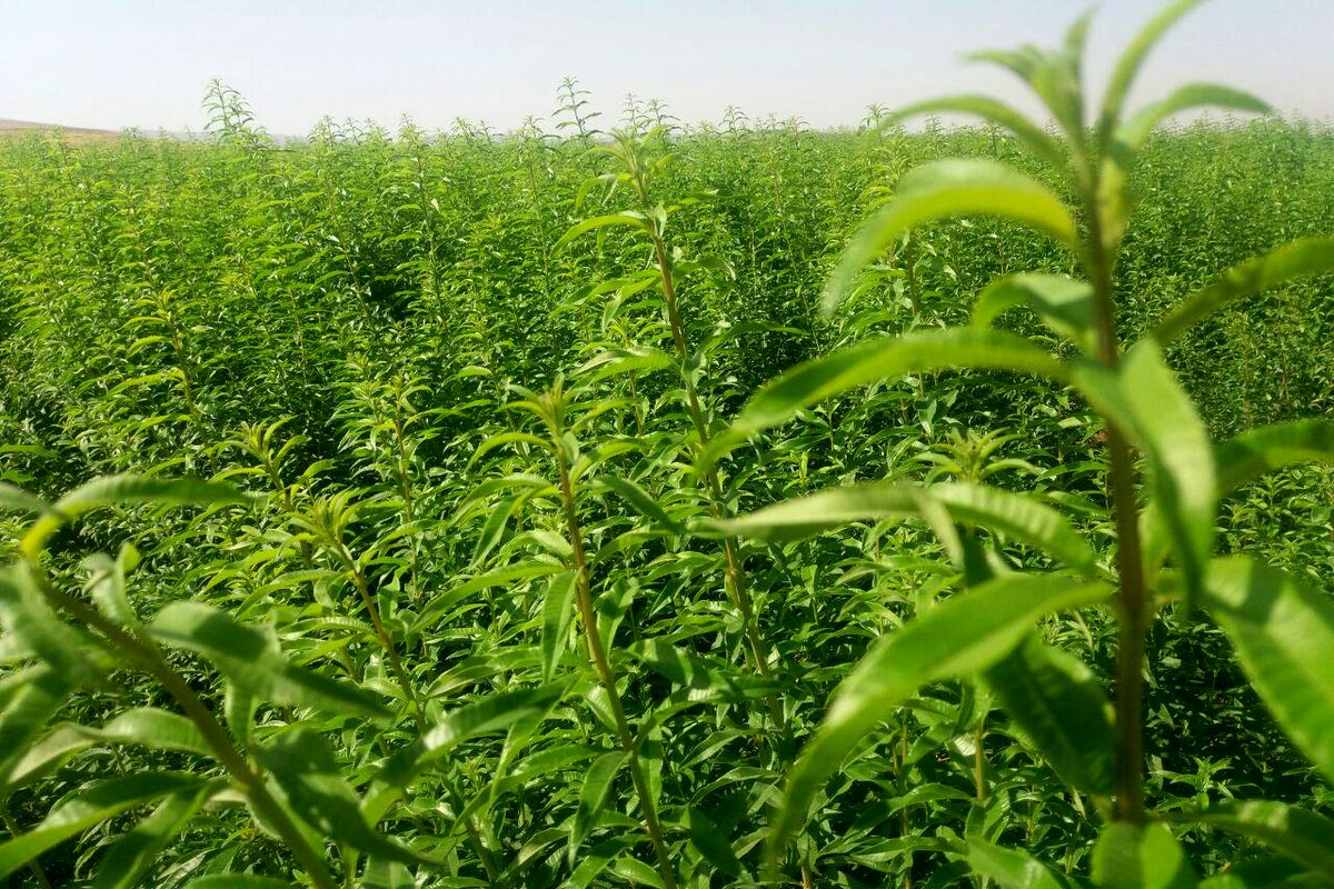 اجرای طرح ملی 