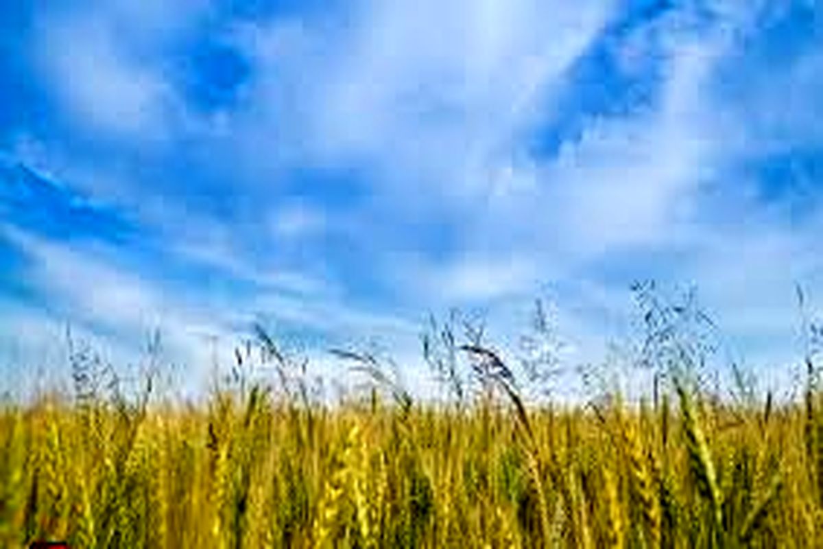 پرداخت طلب جو کاران گلستانی تا پایان هفته آینده