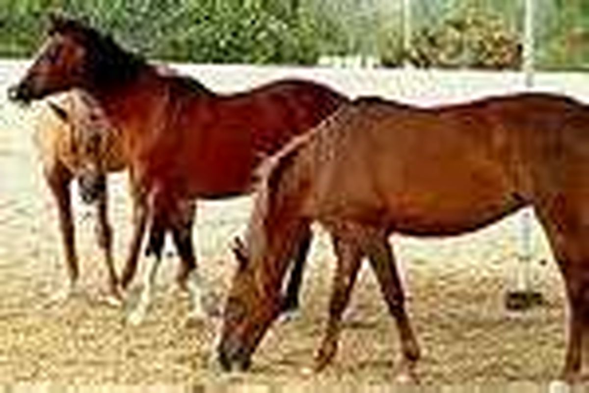 مزرعه ۵۰ راسی پرورش اسب در گنبدکاووس راه اندازی شد