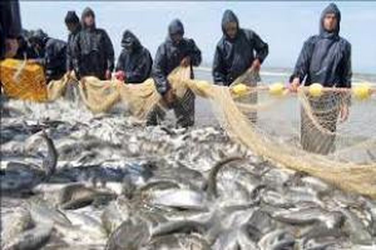 تولید ۸۰ درصد تن ماهیان کشور در بندچابهار