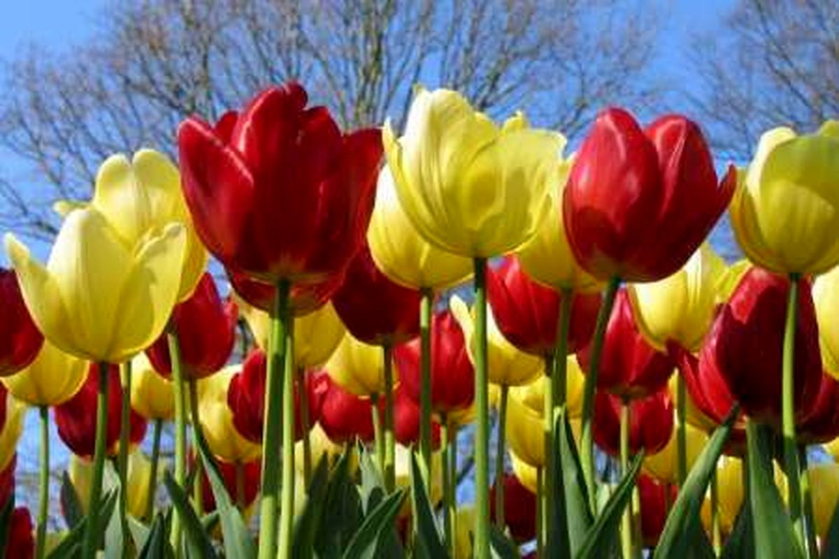 البرز رتبه اول تولید گل لاله در کشور را دارد