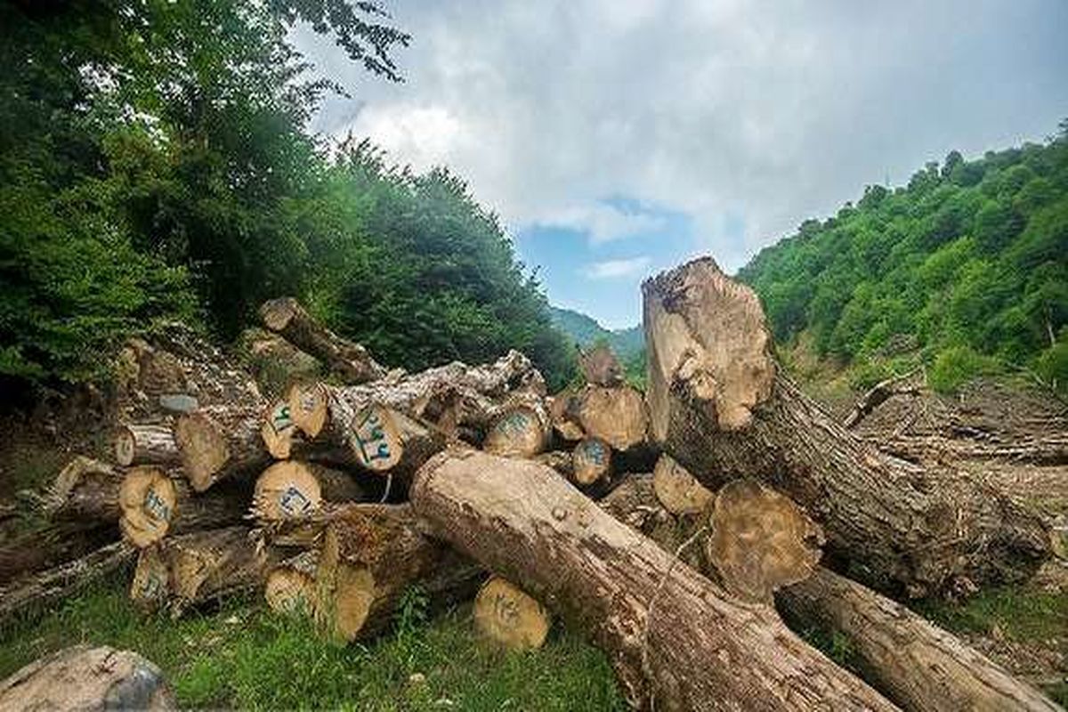 کشف ۲۰ تن چوب قاچاق در لاهیجان