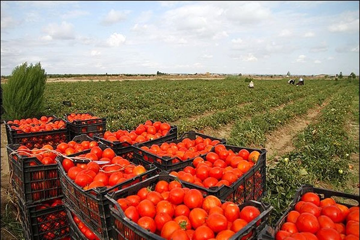 کشاورزان بندرعباسی گوجه خود را برداشت می کنند
