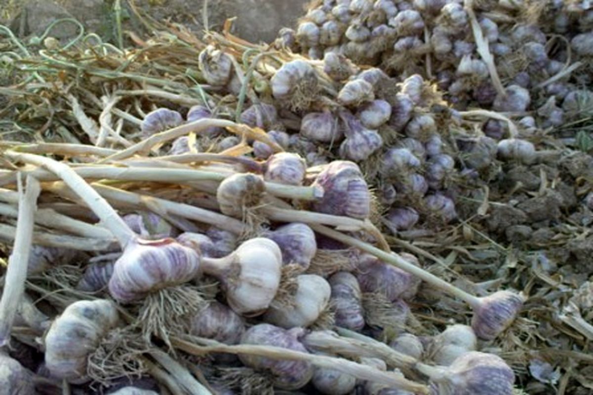 پیش بینی تولید ۹۱۰تن سیر در بشاگرد