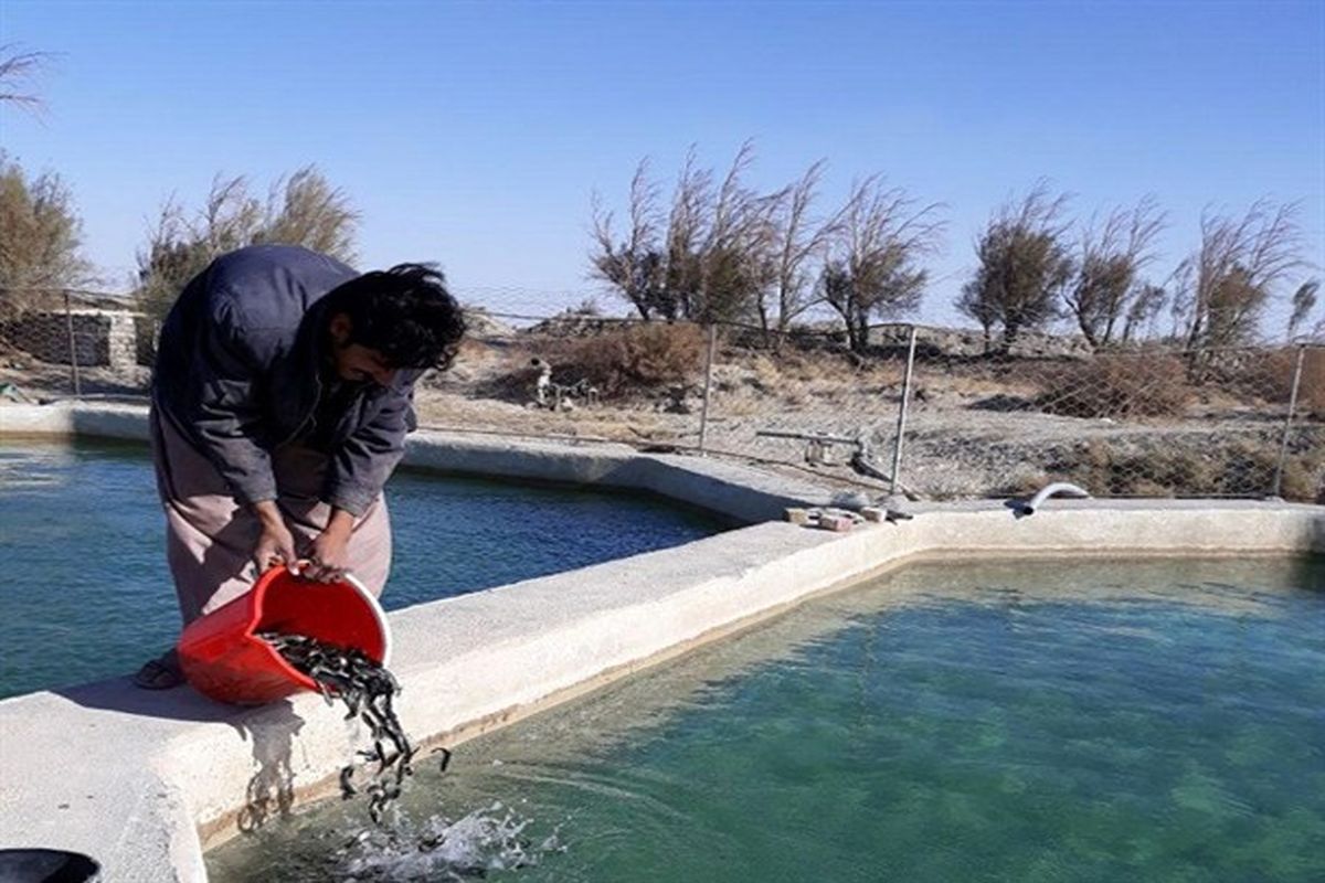 رها سازی ۳۴ هزار بچه ماهی سردآبی در استخرهای پرورش ماهی هیرمند