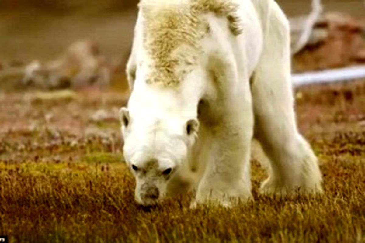 انتشار عکس‌هایی از یک خرس قطبی که جهان را شوکه کرده است/ ببینید