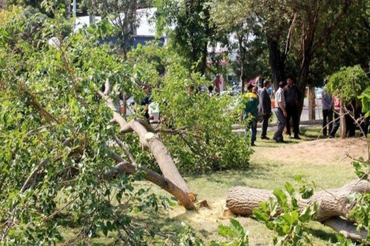 دستگیری افرادی که درختان حاشیه گاماسیاب را قطع می‌کردند