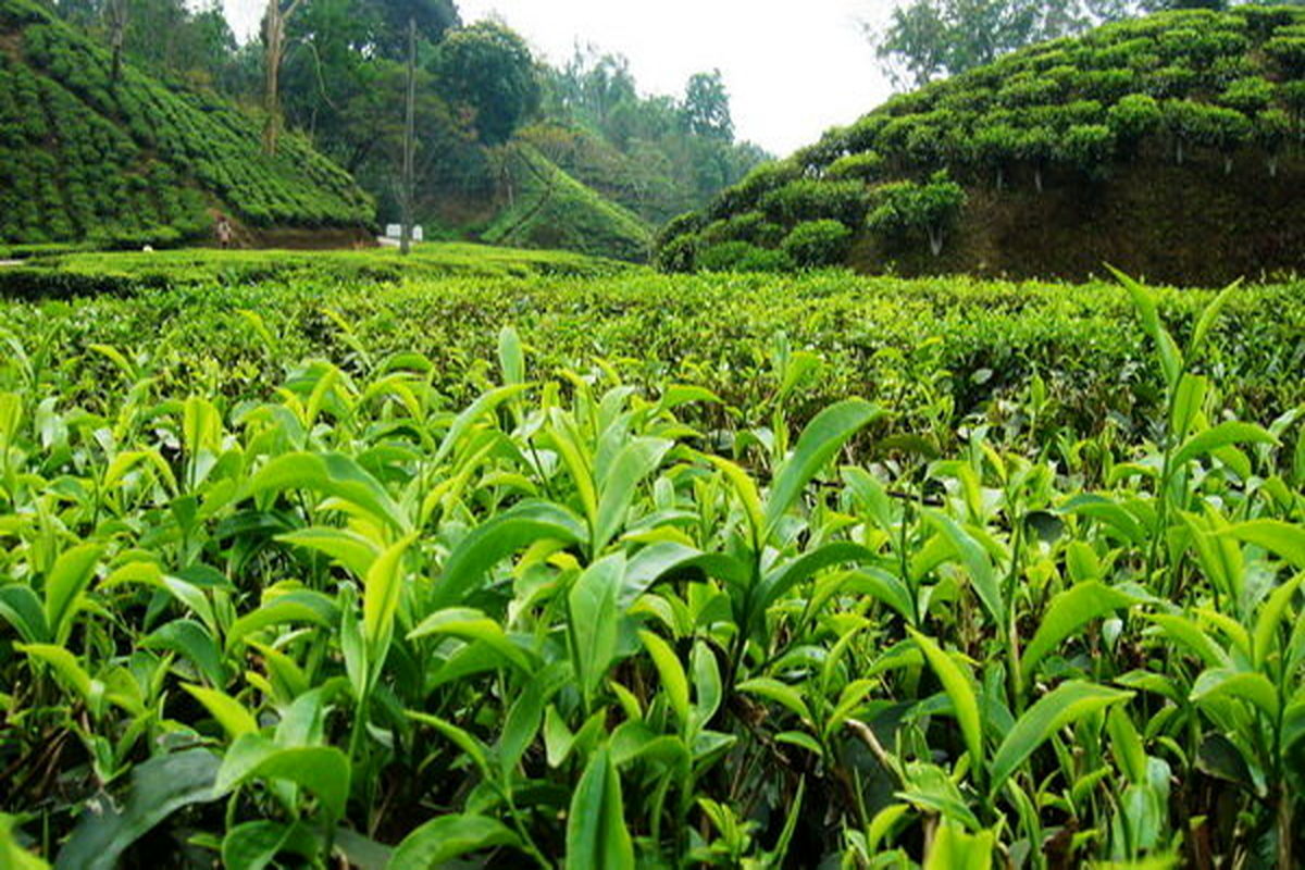 پرداخت ۸۲ درصد بهای برگ سبز چای به چایکاران
