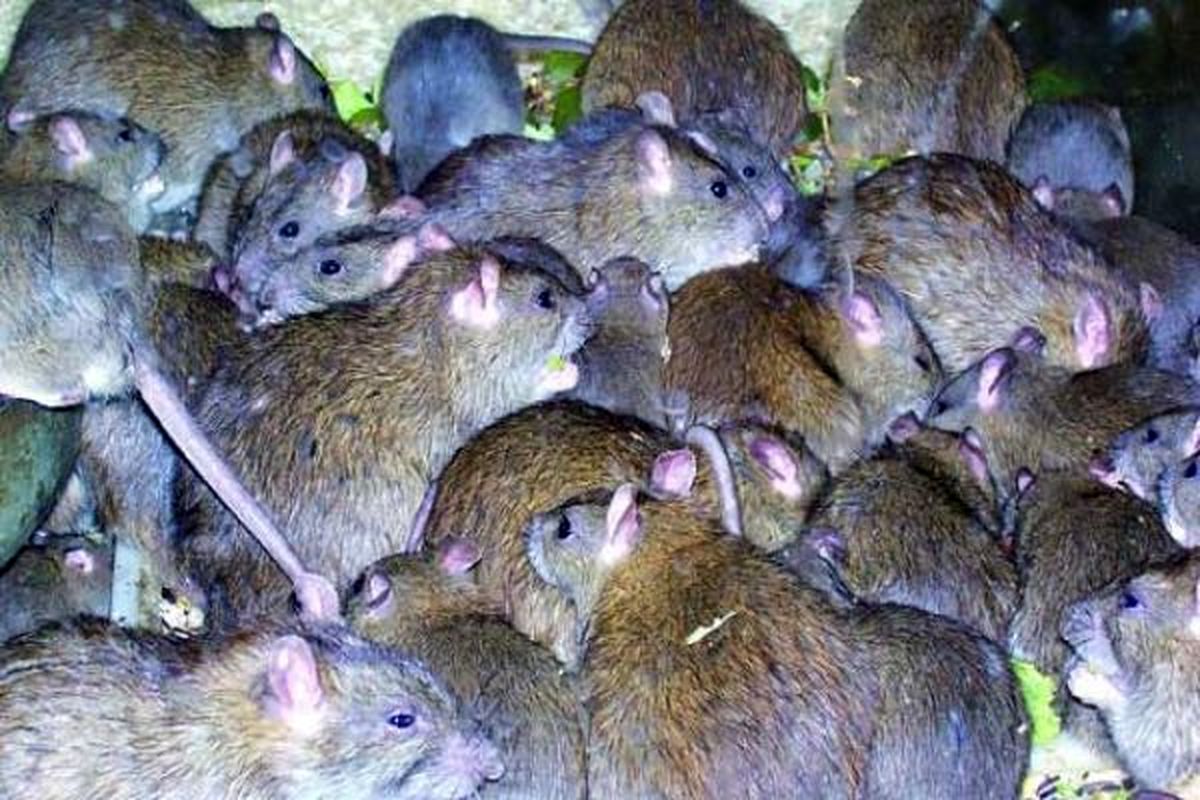 موش‌های آدم‌خوار در تهران صحت ندارند