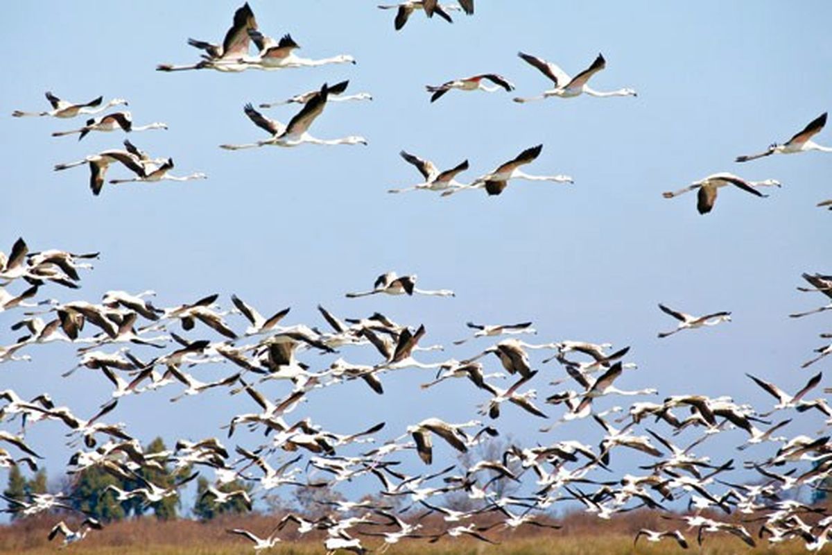 کاهش قابل توجه پرندگان مهاجر