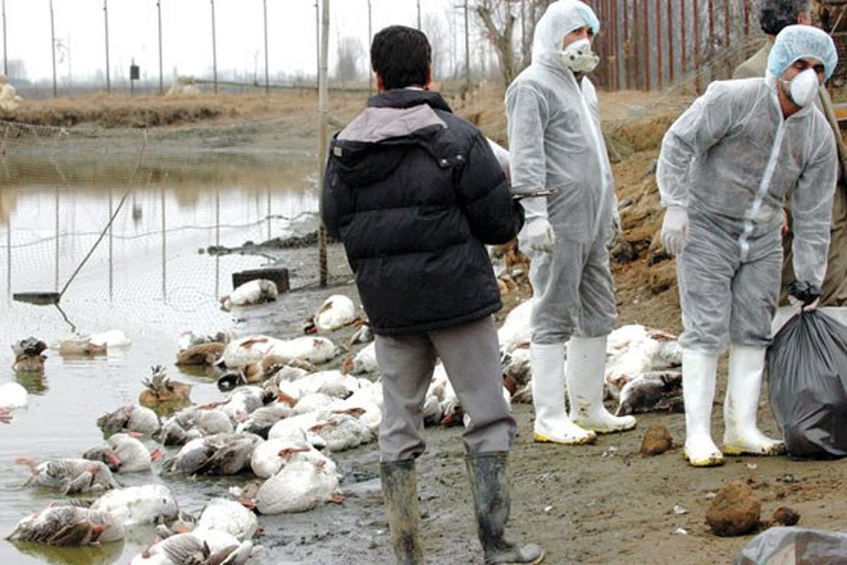 تایید ۳ کانون بیماری آنفلوآنزای فوق حاد پرندگان در کرمانشاه