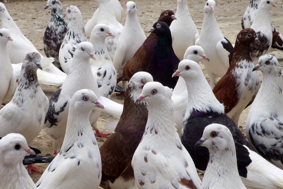 علت تلفات کبوتران در اسلام آبادغرب