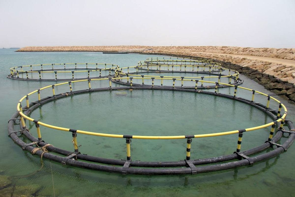 توسعه پرورش ماهی در قفس در کرمانشاه
