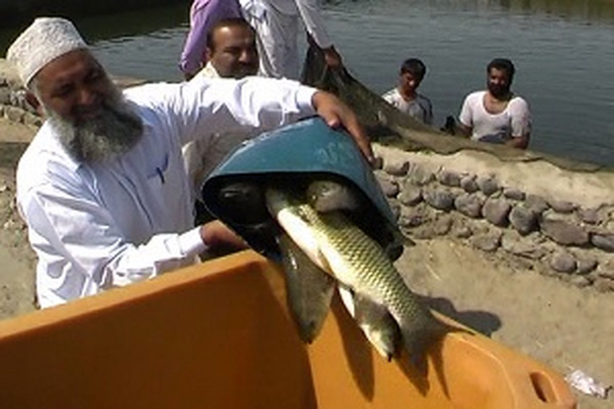 سیستان وبلوچستان ۷۰ درصد تن ماهیان کشور را تامین می‌کند