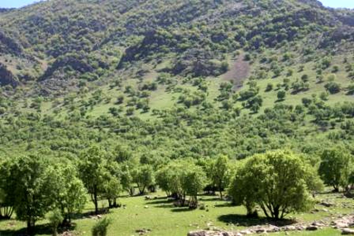 بیقراری بلوط ها برای رسیدن بهار در استان ایلام و شهرستان چرداول