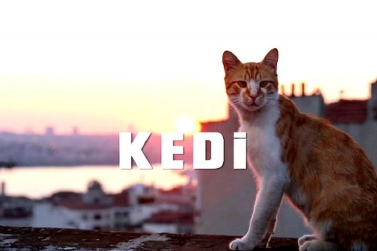 گربه‌های استانبول جهانی شدند/ شهری امن برای حیوانات ملوس