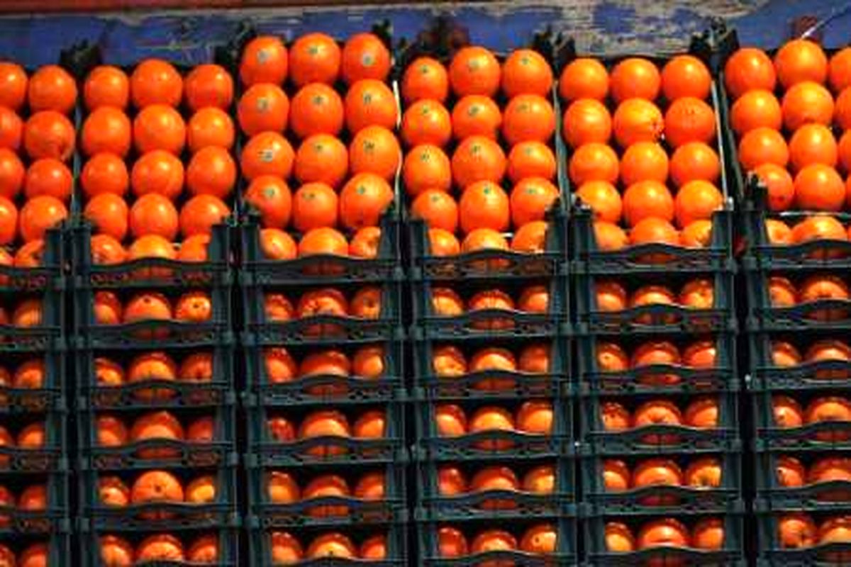 ادامه توزیع پرتقال طرح تنظیم بازار در البرز