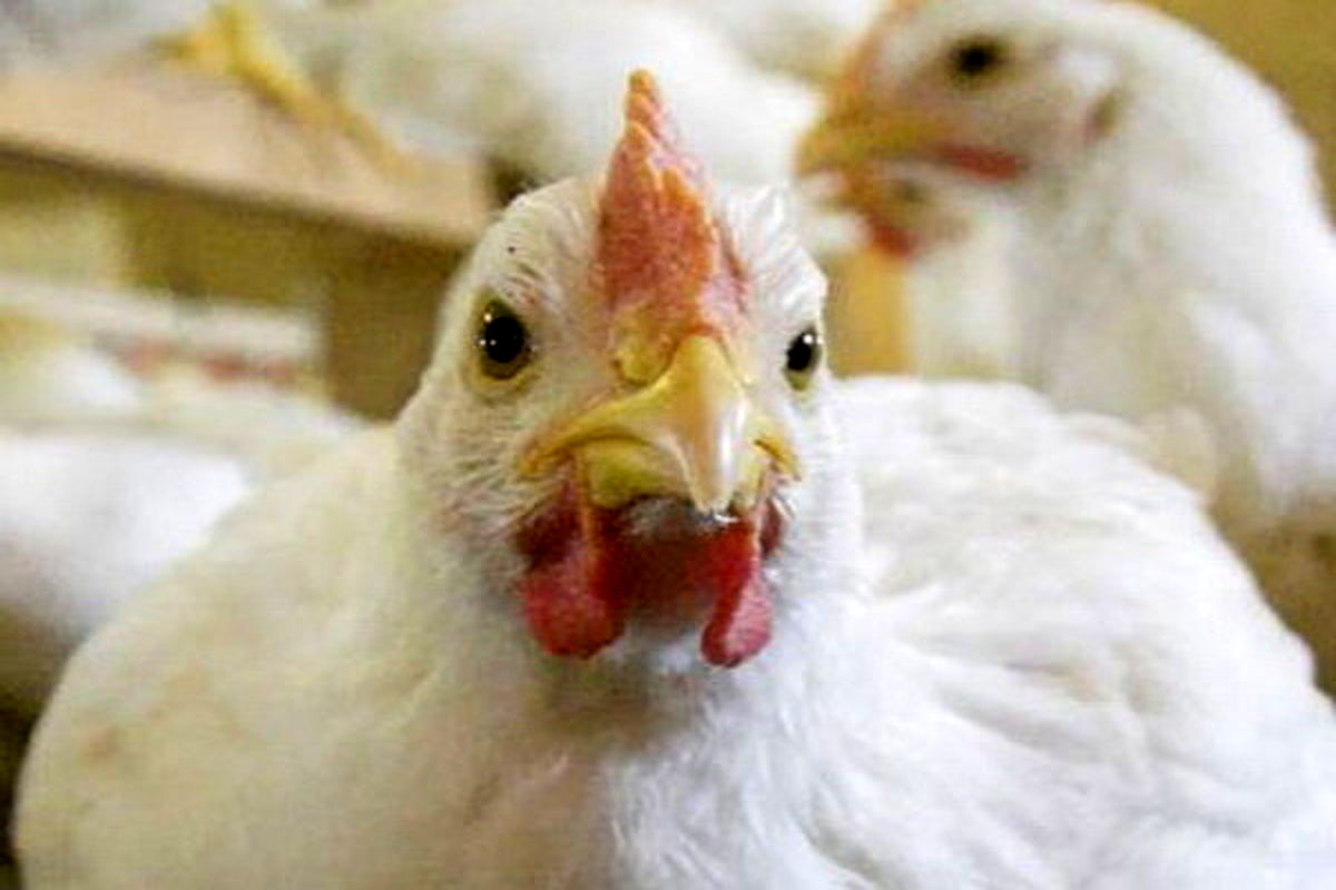 کشف چهار هزار قطعه مرغ زنده در زاهدان