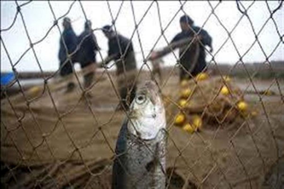 پنج متخلف شکار و صید در استان مازندران دستگیر شدند