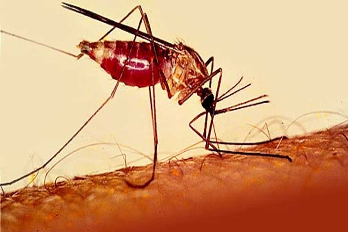 اقدامات پیشگیرانه علیه مالاریا کارساز است/ شکاف‌ها را از بین ببریم