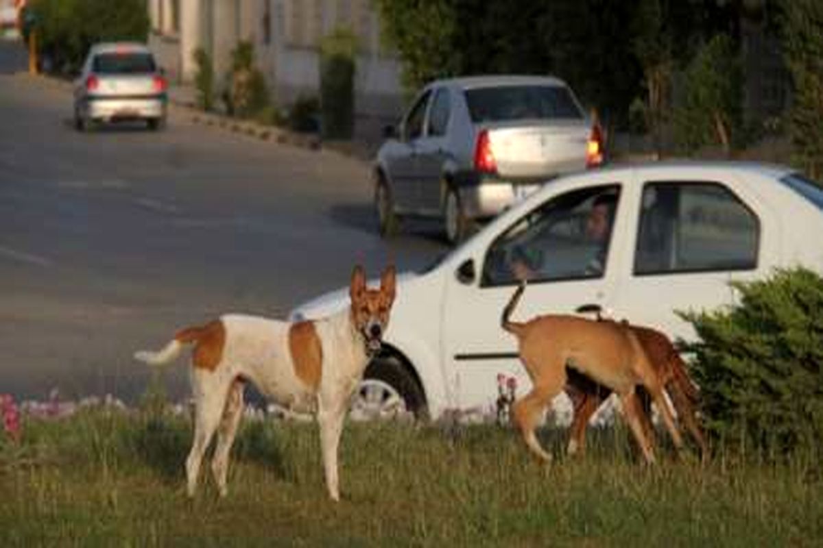 سگ کشی ممنوع!