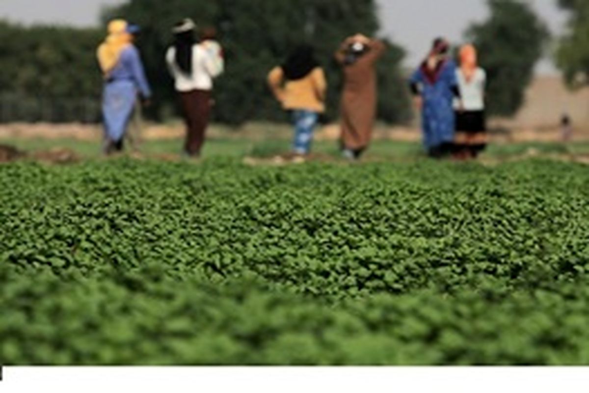 کارگاه آموزشی ارتقاء سلامت روان بانوان شاغل در بخش کشاورزی آبادان، برگزار شد