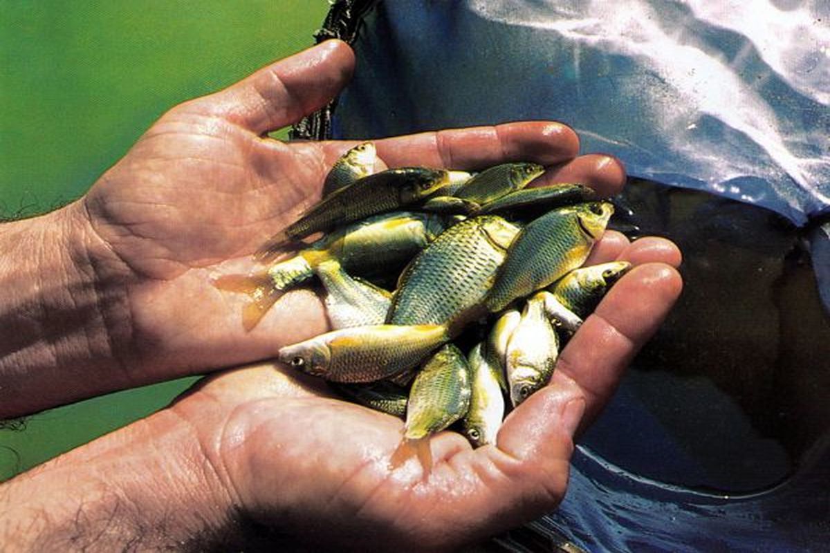 رها سازی ۱۴ میلیون قطعه بچه ماهی در تالاب بین المللی شادگان