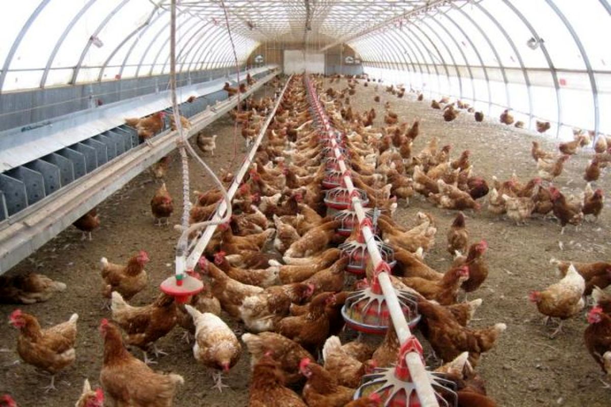 کاهش قیمت مرغ از هفته آینده در اصفهان