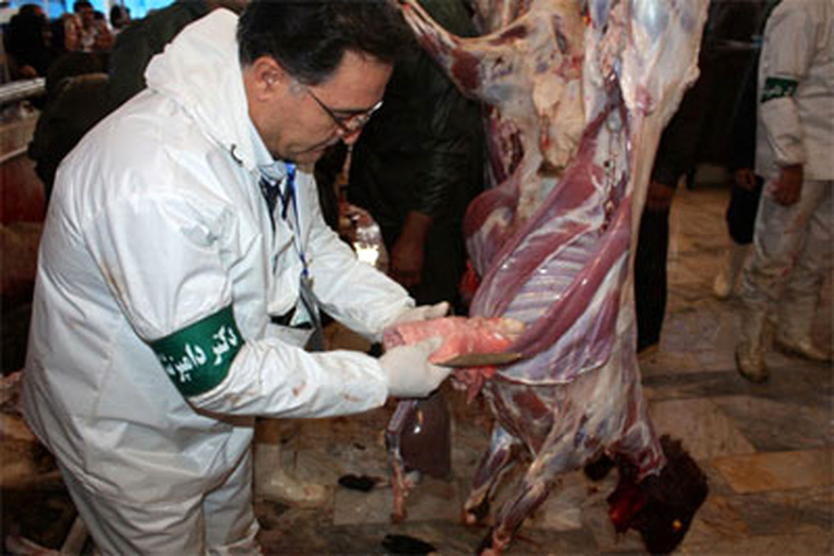 نگران آلوده بودن گوشت های تولیدی کشتارگاه مشهد نباشید