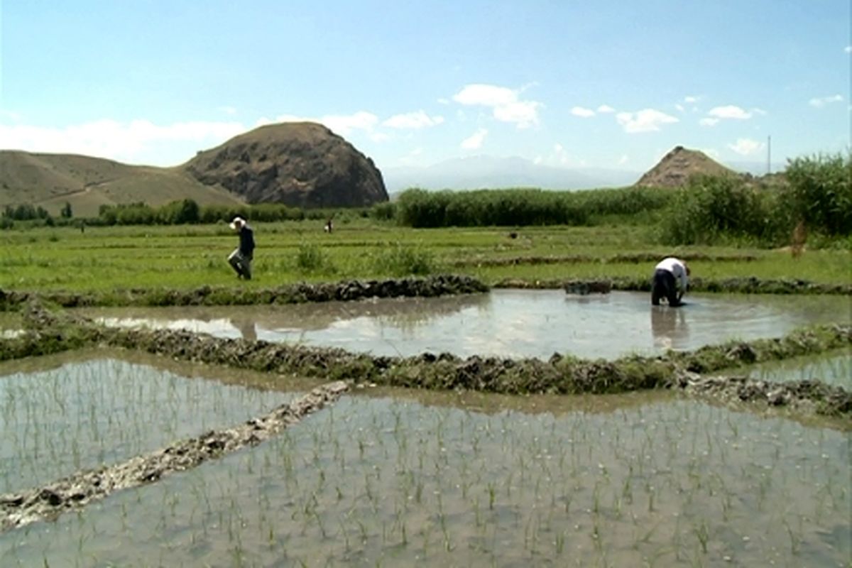 آغازکشت برنج در شهرستان مشگین شهر