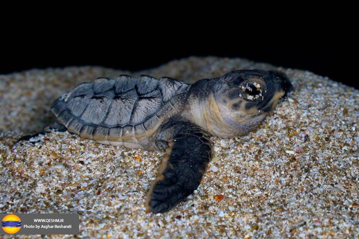 رها سازی ۱۳۰۰ بچه لاک پشت در آب های خلیج فارس قشم