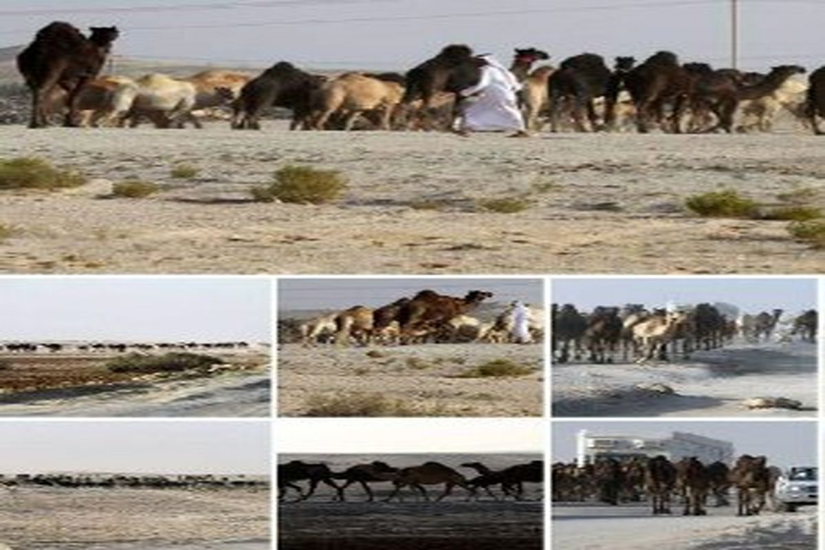اخراج شترهای قطری از عربستان!/ ببینید