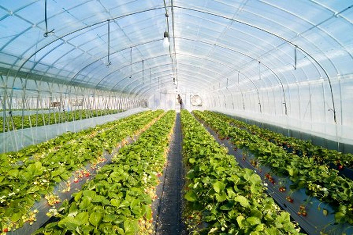 تسهیلات ویژه بانک کشاورزی برای طرح های کشت گلخانه ای