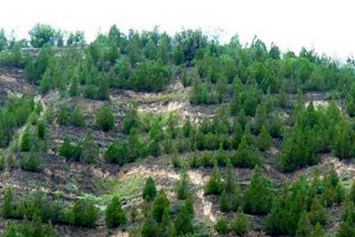 بیش از ۷۰۰ هکتار جنگل کاری در البرز اجرا شد